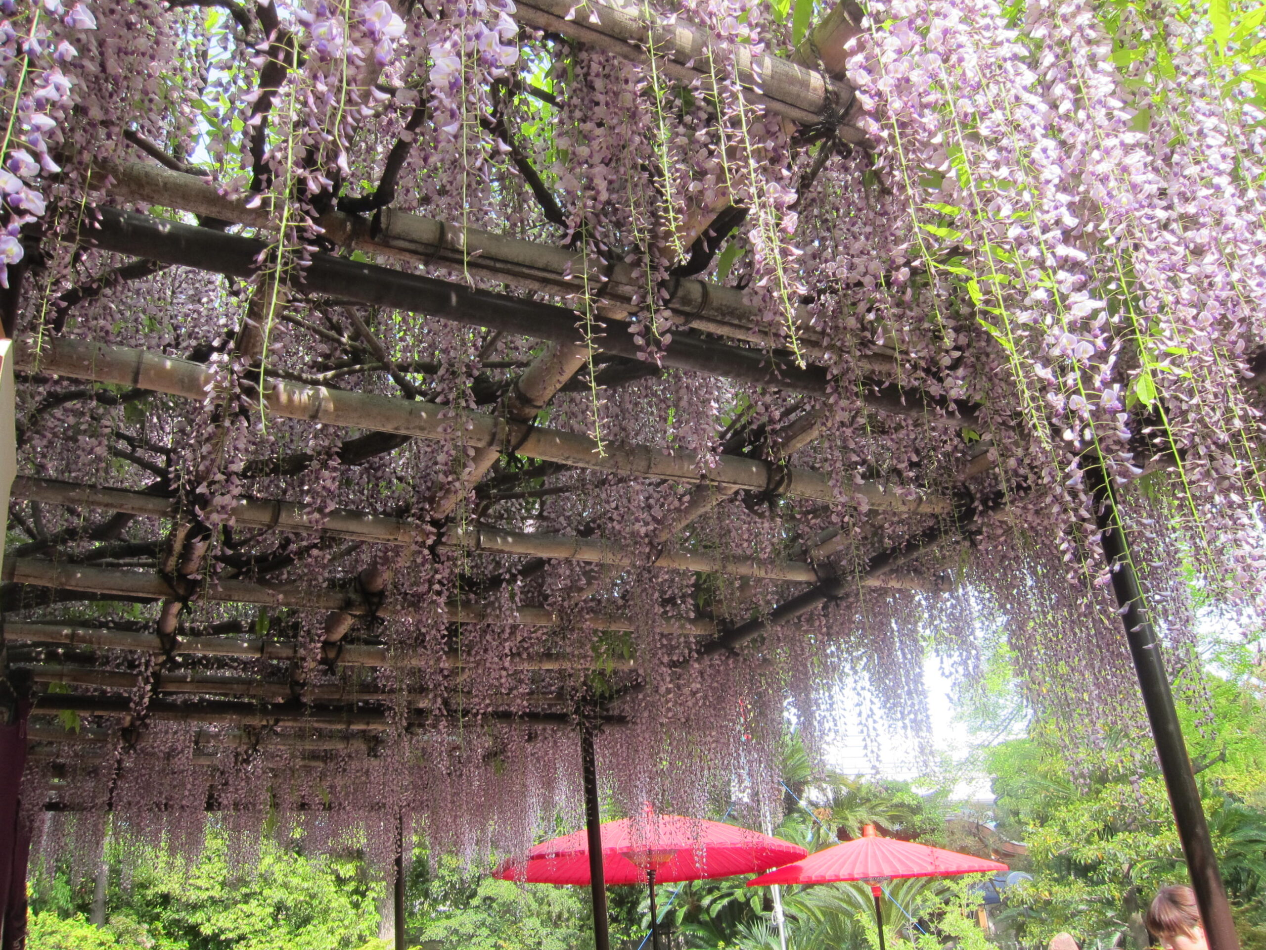 高福寺の魅力